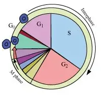 NCERT Solutions for Class 11 Biology chapter 10 Cell Cycle and Cell Division PDF Image 2
