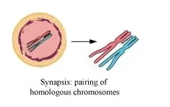 NCERT Solutions for Class 11 Biology chapter 10 Cell Cycle and Cell Division PDF Image 3