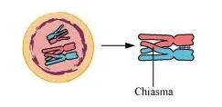 NCERT Solutions for Class 11 Biology chapter 10 Cell Cycle and Cell Division PDF Image 5