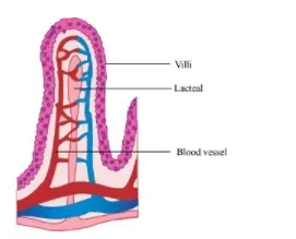 NCERT Solutions for Class 11 Biology chapter 16 Digestion and Absorption PDF Image 3