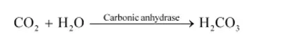 NCERT Solutions for Class 11 Biology chapter 17 Breathing and Exchange of Gases PDF Image 2