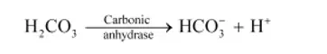 NCERT Solutions for Class 11 Biology chapter 17 Breathing and Exchange of Gases PDF Image 3