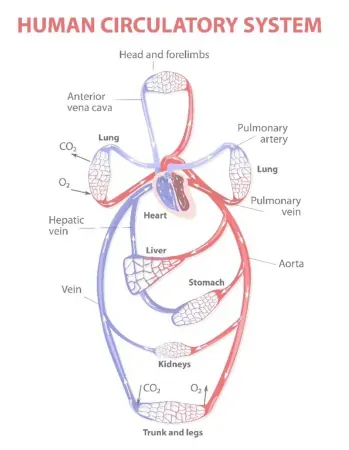 NCERT Solutions for Class 11 Biology chapter 18 Body Fluids and Circulation PDF Image 3