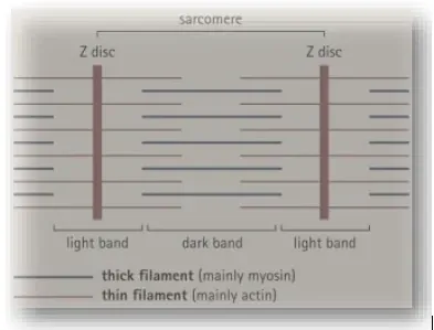 NCERT Solutions for Class 11 Biology chapter 20 Locomotion and Movement PDF Image 1