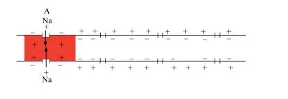 NCERT Solutions for Class 11 Biology chapter 21 Neural Control and Coordination PDF Image 4
