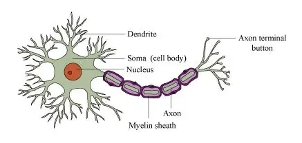 NCERT Solutions for Class 11 Biology chapter 21 Neural Control and Coordination PDF Image 7