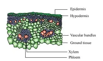NCERT Solutions for Class 11 Biology chapter 6 Anatomy of Flowering Plant PDF Image 6