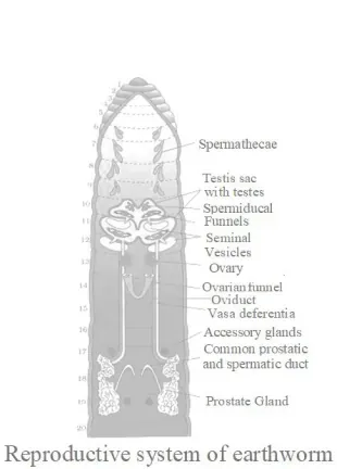 NCERT Solutions for Class 11 Biology chapter 7 Structural Organization in Animals PDF Image 1