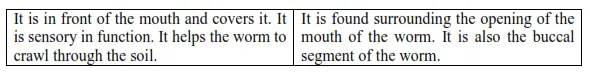 NCERT Solutions for Class 11 Biology chapter 7 Structural Organization in Animals PDF Image 4