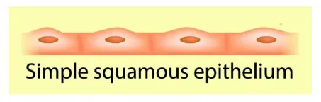 NCERT Solutions for Class 11 Biology chapter 7 Structural Organization in Animals PDF Image 6