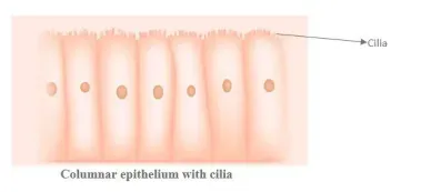 NCERT Solutions for Class 11 Biology chapter 7 Structural Organization in Animals PDF Image 8