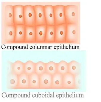 NCERT Solutions for Class 11 Biology chapter 7 Structural Organization in Animals PDF Image 9