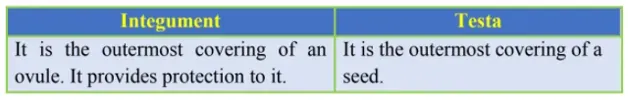 NCERT Solutions for Class 12 Biology Chapter 2 Sexual Reproduction in Flowering Plants PDF Image 6