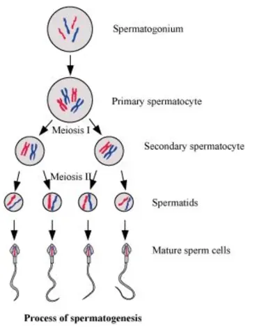 NCERT Solutions for Class 12 Biology Chapter 3 Human Reproduction PDF Image 4