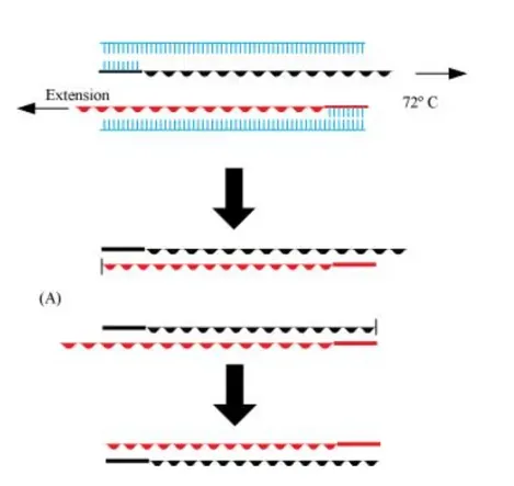 NCERT Solutions for Class 12 Biology Chapter 11 Biotechnology: Principles and Processes PDF Image 10