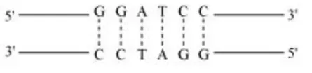 NCERT Solutions for Class 12 Biology Chapter 11 Biotechnology: Principles and Processes PDF Image 5