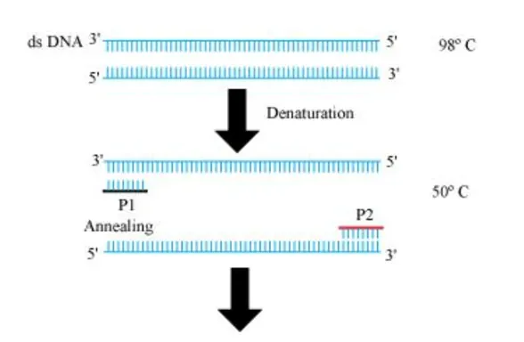 NCERT Solutions for Class 12 Biology Chapter 11 Biotechnology: Principles and Processes PDF Image 9