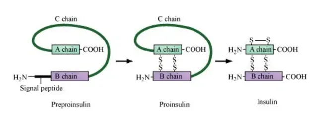 NCERT Solutions for Class 12 Biology Chapter 12 Biotechnology and its Applications PDF Image 1