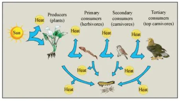 NCERT Solutions for Class 12 Biology Chapter 14 Ecosystem PDF Image 4