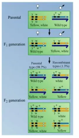 NCERT Solutions for Class 12 Biology Chapter 5 Principles of Inheritance and Variation PDF Image 10