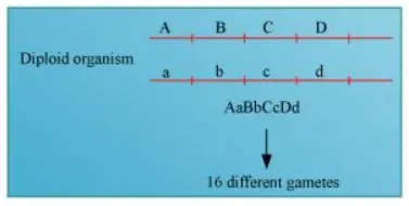 NCERT Solutions for Class 12 Biology Chapter 5 Principles of Inheritance and Variation PDF Image 4