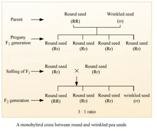 NCERT Solutions for Class 12 Biology Chapter 5 Principles of Inheritance and Variation PDF Image 5