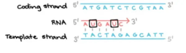 NCERT Solutions for Class 12 Biology Chapter 6 Molecular Basic of Inheritance PDF Image 1