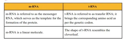 NCERT Solutions for Class 12 Biology Chapter 6 Molecular Basic of Inheritance PDF Image 4