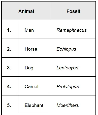 NCERT Solutions for Class 12 Biology Chapter 7 Evolution PDF Image 4