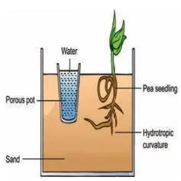 hydrotropism