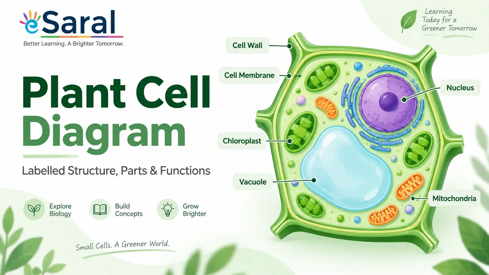 Plant cell diagram with labelled parts – cell wall, nucleus, chloroplast, vacuole, mitochondria